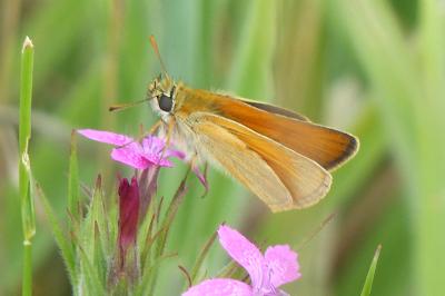 <i>Thymelicus sylvestris</i>