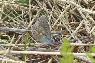 <i>Lysandra bellargus</i>
