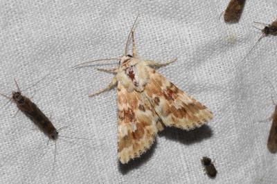 <i>Eremobia ochroleuca</i>