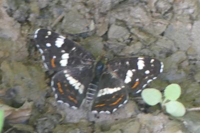 <i>Araschnia levana</i>