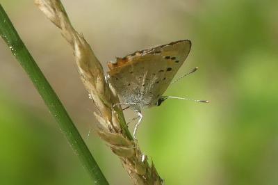 <i>Lycaena phlaeas</i>