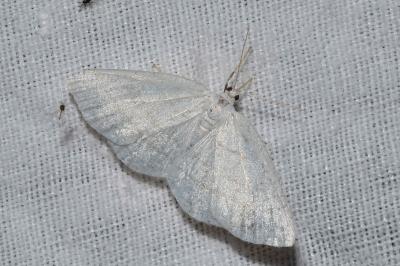 <i>Cabera pusaria</i>
