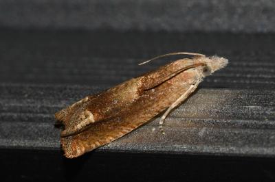 <i>Eucosma conterminana</i>