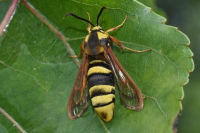 <i>Sesia apiformis</i>