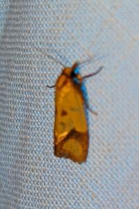 <i>Agapeta zoegana</i>
