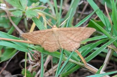 <i>Idaea ochrata</i>