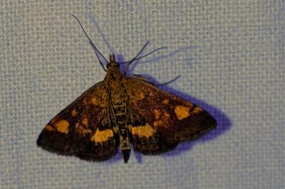 <i>Pyrausta aurata</i>