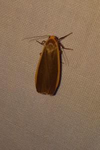 <i>Nyea lurideola</i>