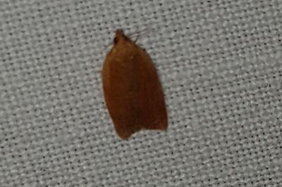<i>Clepsis consimilana</i>