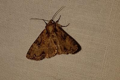 <i>Apamea epomidion</i>