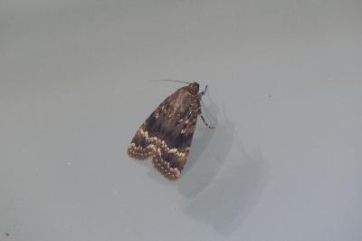 <i>Amphipyra pyramidea</i>