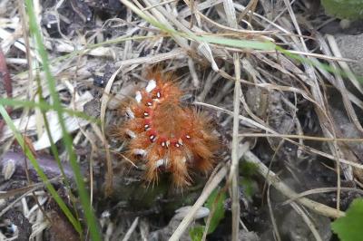 <i>Acronicta rumicis</i>