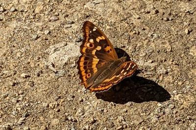 <i>Apatura ilia</i>