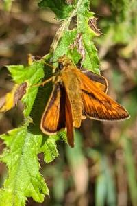 <i>Ochlodes sylvanus</i>