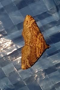 <i>Xanthorhoe ferrugata/spadicearia</i>