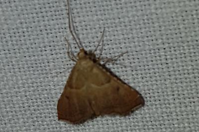 <i>Endotricha flammealis</i>