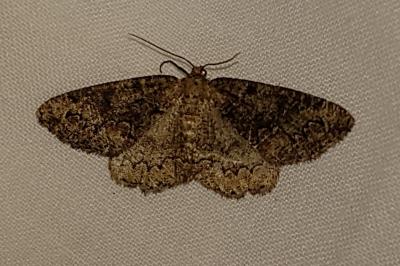 <i>Cleorodes lichenaria</i>