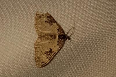 <i>Xanthorhoe fluctuata</i>