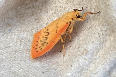 <i>Miltochrista miniata</i>