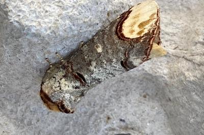 <i>Phalera bucephala</i>