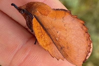 <i>Gastropacha quercifolia</i>