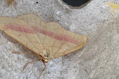 <i>Rhodostrophia vibicaria</i>