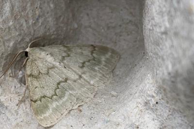 <i>Pseudoterpna pruinata</i>