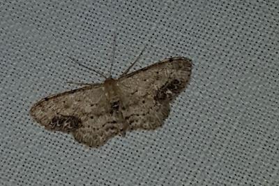<i>Idaea dimidiata</i>