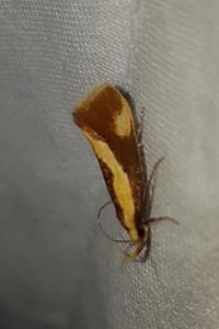<i>Harpella forficella</i>