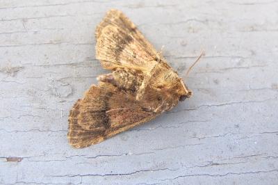 <i>Sideridis rivularis</i>