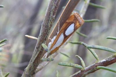 <i>Catoptria pinella</i>