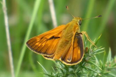 <i>Ochlodes sylvanus</i>