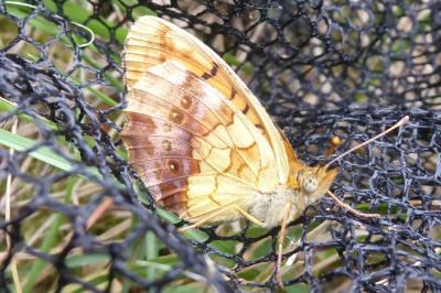 <i>Brenthis daphne</i>