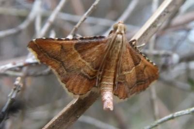 <i>Endotricha flammealis</i>
