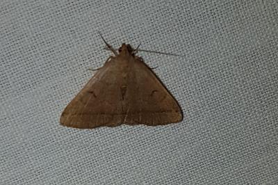 <i>Herminia tarsipennalis</i>