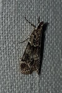 <i>Eudonia mercurella</i>