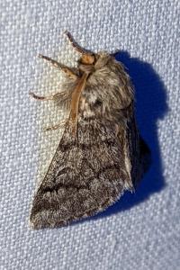 <i>Thaumetopoea pityocampa</i>
