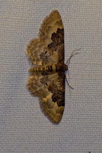 <i>Idaea rusticata</i>