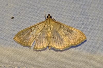 <i>Patania ruralis</i>