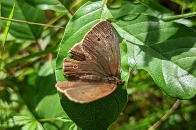 <i>Aphantopus hyperantus</i>