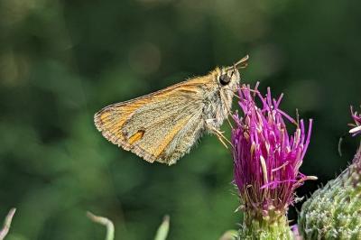 <i>Thymelicus sylvestris</i>