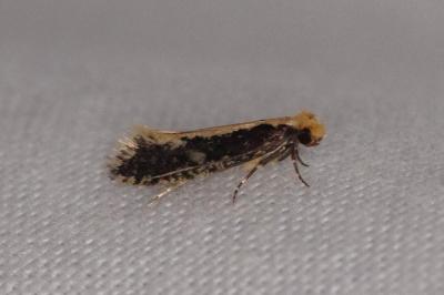 <i>Monopis crocicapitella/obviella</i>