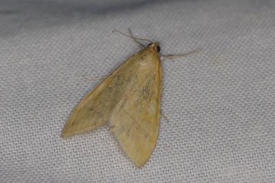 <i>Sitochroa verticalis</i>