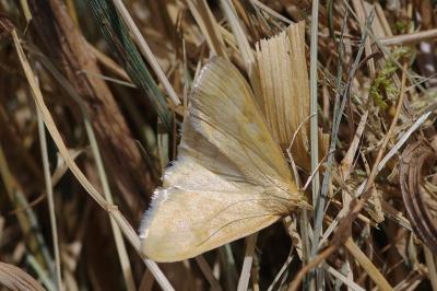 <i>Sitochroa verticalis</i>