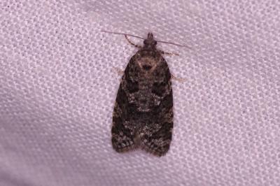 <i>Cnephasia</i>
