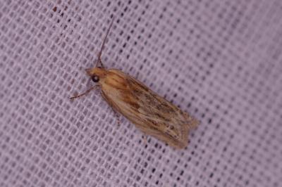 <i>Eucosma cana</i>