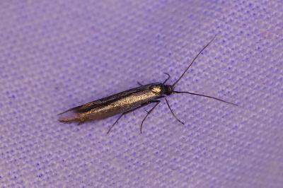 <i>Coleophora</i>