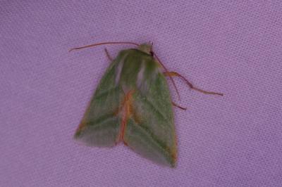 <i>Pseudoips prasinanus</i>