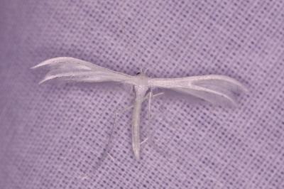 <i>Pterophorus pentadactylus</i>