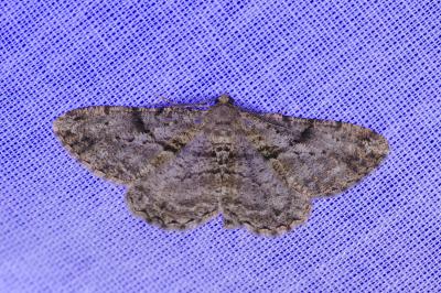 <i>Peribatodes rhomboidaria</i>